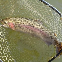 大安トラウトレイク 釣果